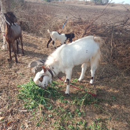 थंबनेल 3