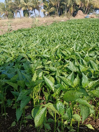 थंबनेल 3