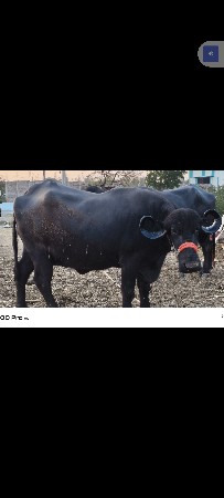 નીકળેલી વેચવાની છે