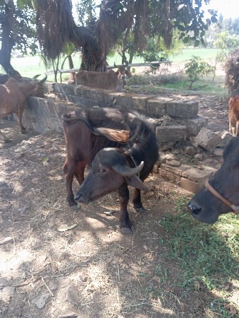 थंबनेल 2