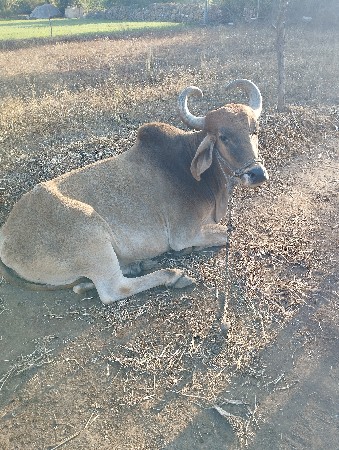 ચોથી ધરના બળદ છે