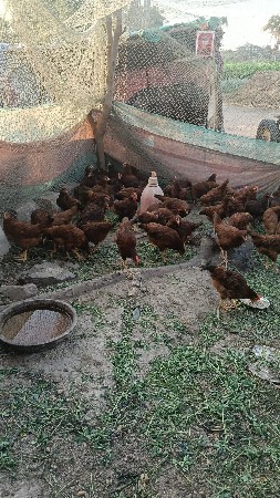 કુકડા આ વેચવાના.છે