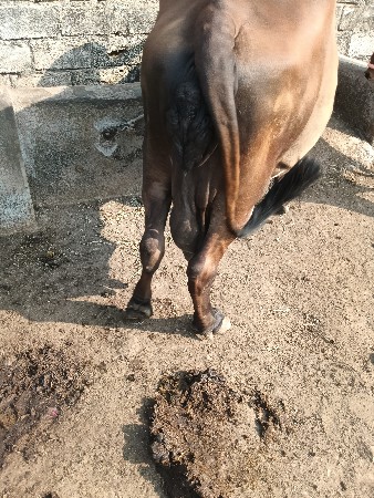 ગાય વેચવાની છે