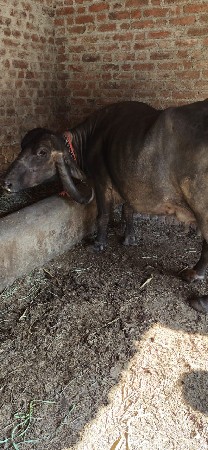 थंबनेल 3