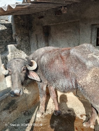 थंबनेल 2