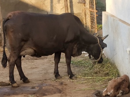 ગાય વેચવાની છે