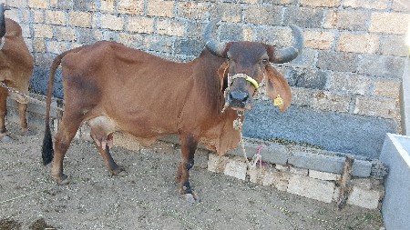 ગાય વેચવાની છે