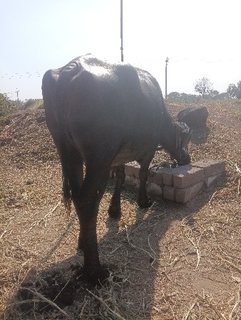 थंबनेल 2