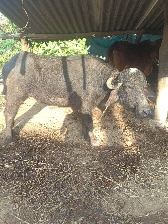 થંબનેલ 3