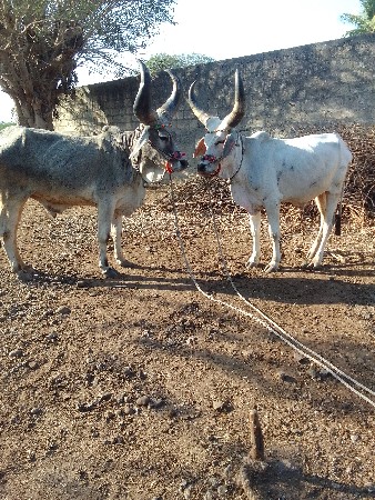 ગોઢલા વેચવાના છે