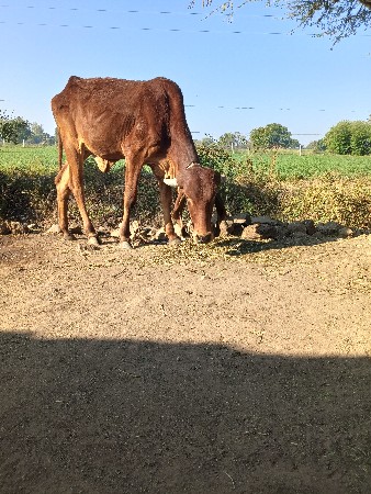 ગીર હોડકી વેચવાની છે