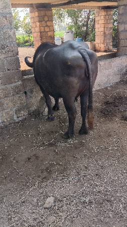 थंबनेल 3