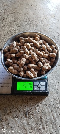 ગિરનાર 4 માંડવી વેચવાની છે