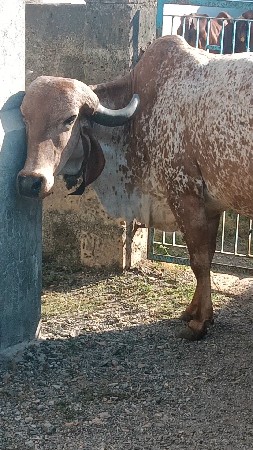 थंबनेल 2