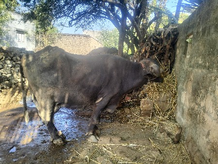 थंबनेल 2