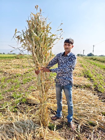 જવાર ની સાર વેચવાની છે