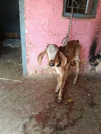 थंबनेल 3