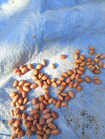 બીટી 32માડવી છે