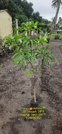 કેસર  ખુટા કલમ