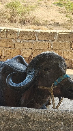 ભેંસો વેચવા ની છે