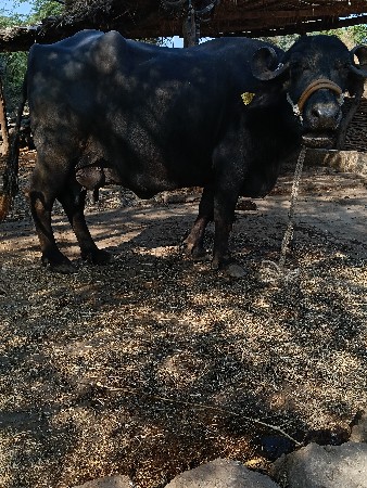 ખડેલી વેસવાની છે