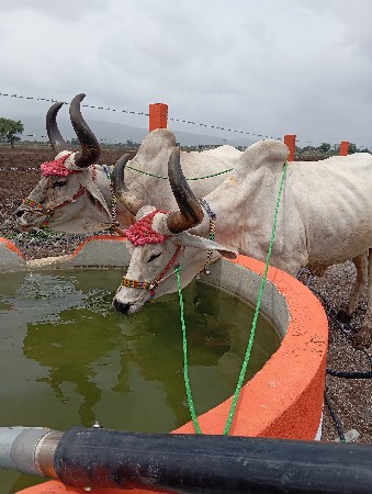 બરધ વેચવાના છે