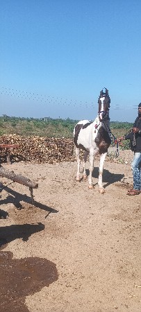 थंबनेल 3