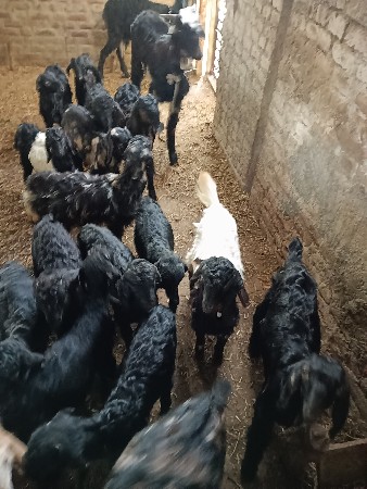 નર બોકડા વેચવાના છે 20