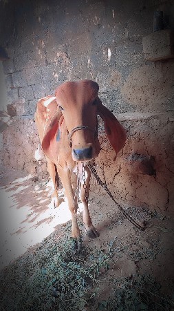 ગીર વાછડી વેચવાની છે