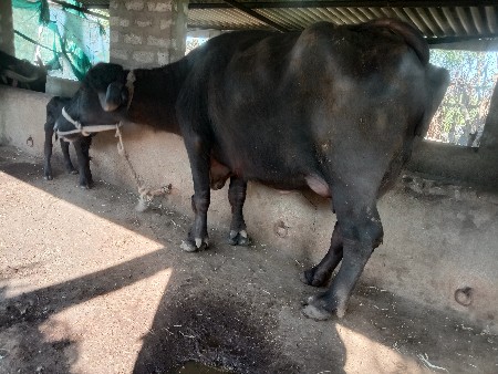 બીજું વિયાણી