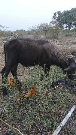 ખોડીયાર જીલ્લો