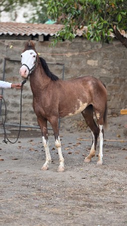 થંબનેલ 2