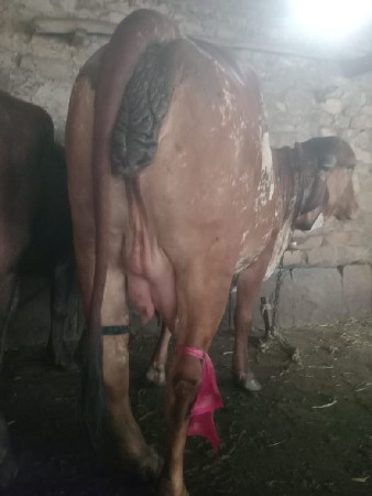 ગીર ગાય વેસવાની છે