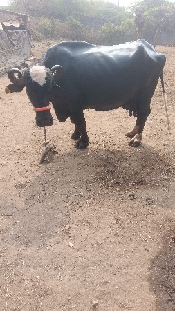 થંબનેલ 2