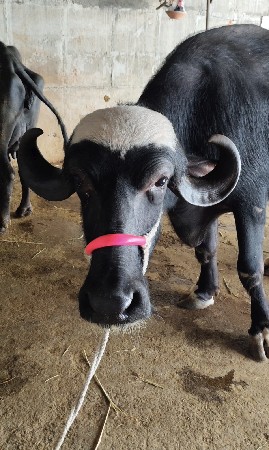 ખળેલી વેચવાની છે