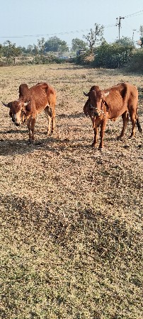 આ વાંચડો વેચવાનો છે