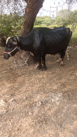 ભેંસ વેચવાની