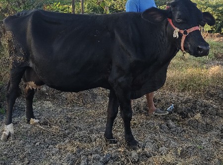 थंबनेल 2