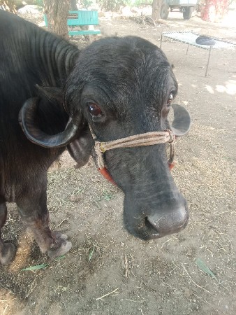 આ ભેંસવેચવાની છે