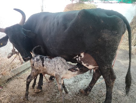 જર્સી ક્રોસિંગ ગાય વેચવાની છે