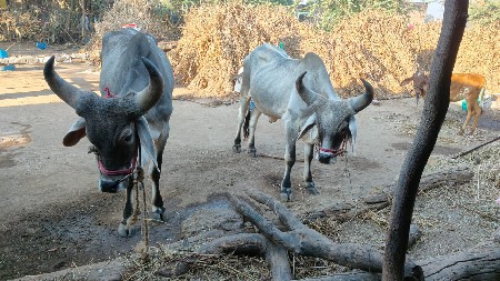 थंबनेल 2