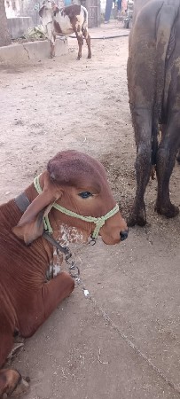 આ વાસળી વેચવાની છે