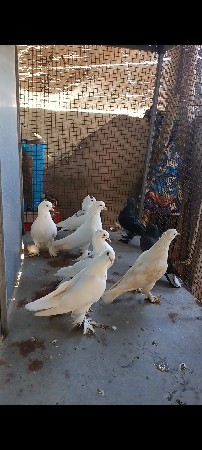 કબૂતર વેચવાના છે