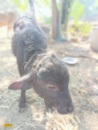 આ પાડો આપ વનો છે પાડી ના બદલામાં