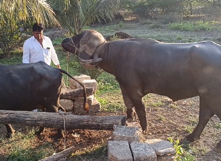 પાડો વેસ વાનો છે સાત(૭) વર્ષ નો