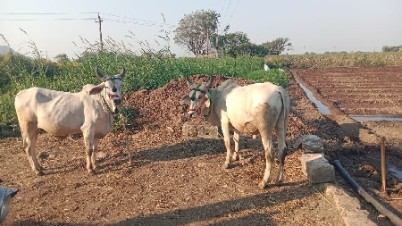 थंबनेल 2