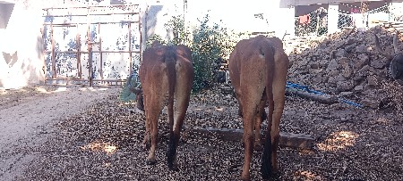 બળદ વેચવાના છે