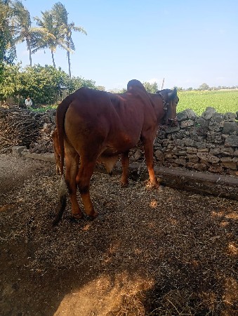 थंबनेल 2