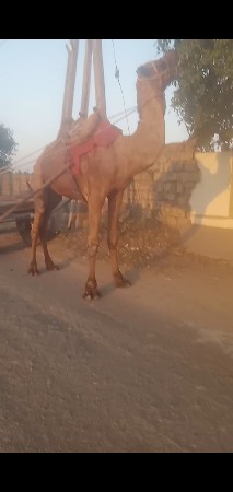 थंबनेल 3