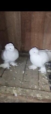 કબુતર દેવાના છે